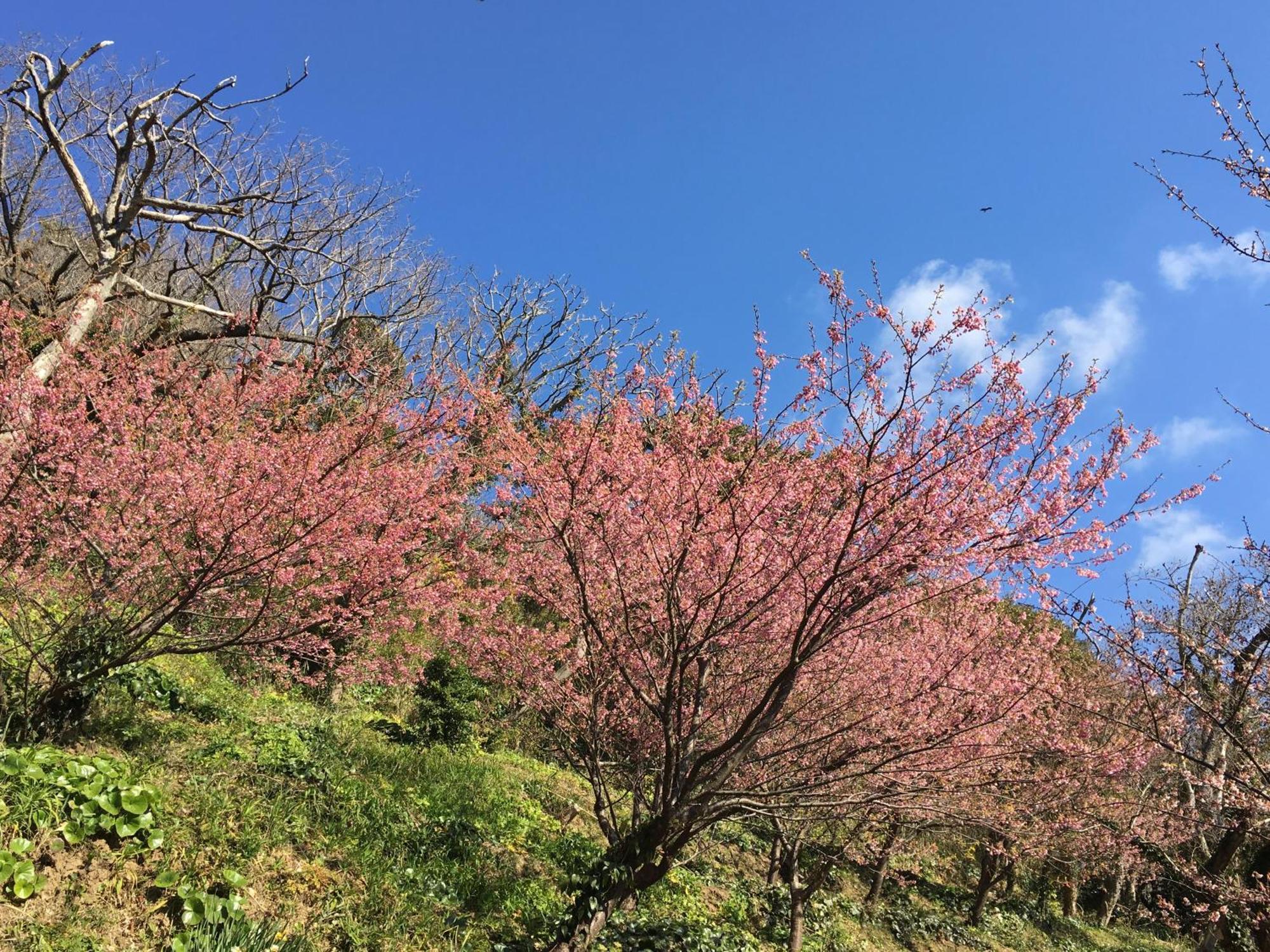נישיזו Dogashima Onsen Hotel מראה חיצוני תמונה